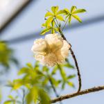 A baobab (Adansonia digitata) flowering in the Rainforest Biome - close up of the pale whie flower against the bakdrop of the blue sky and Biome